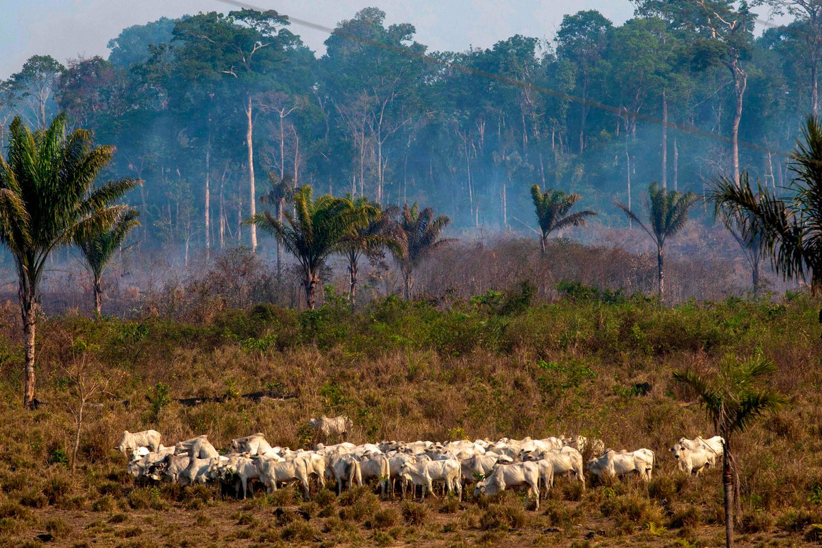 jcdelolmowwf's tweet photo. ¡Victoria para los #bosques del #planeta!

Anoche la #EU llegó a un acuerdo histórico para evitar que nuestra comida venga de la #deforestacion!

Queda mucho por hacer pero es un paso enorme!

#Together4Forests 
@Teresaribera @Moran_Fernandez @WWFEU

👉https://t.co/6uVwybishC https://t.co/7xYMlYkWIm