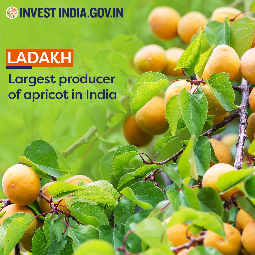 InvestIndiaUK's tweet photo. #StateFocus
Ladakh accounts for 62% of India's total apricot production.
Know more: https://t.co/ZQxSNVb8ty
#Apricot #DryApricots #Ladakh #Fruits @RishiSunak @DominicRaab @KevinUKIBC https://t.co/C7049pLTUM