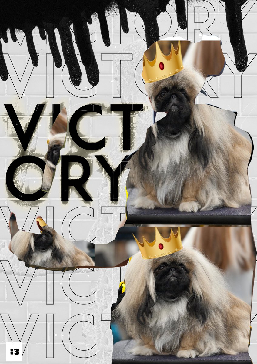 Royal Pekingese tweet media