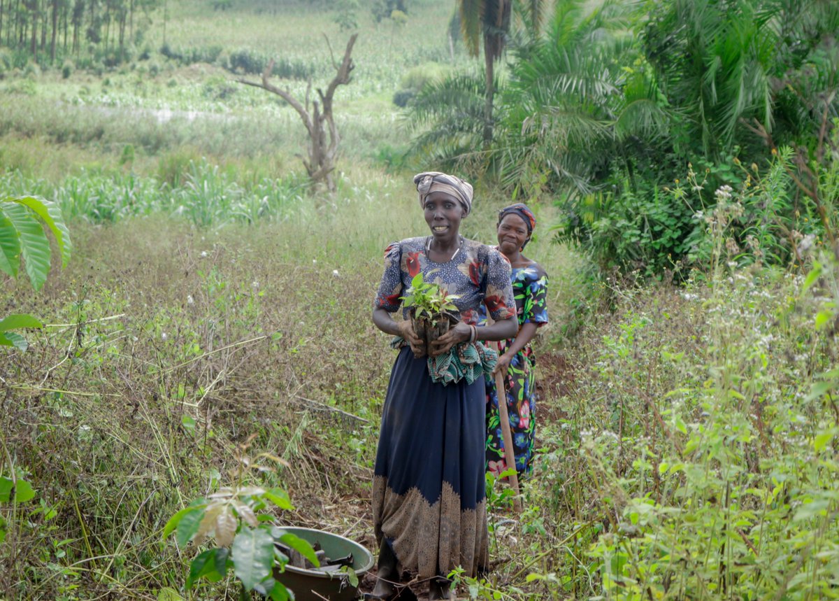 #onetreeplanted #janegoodall #Uganda Restoration of degraded sites in Kagombe forest has involved local communities who excitedly participate in planting tree seedlings. Over 830 hectares has been replanted with more than 700,000 seedlings indicate good survival rate. #Forest