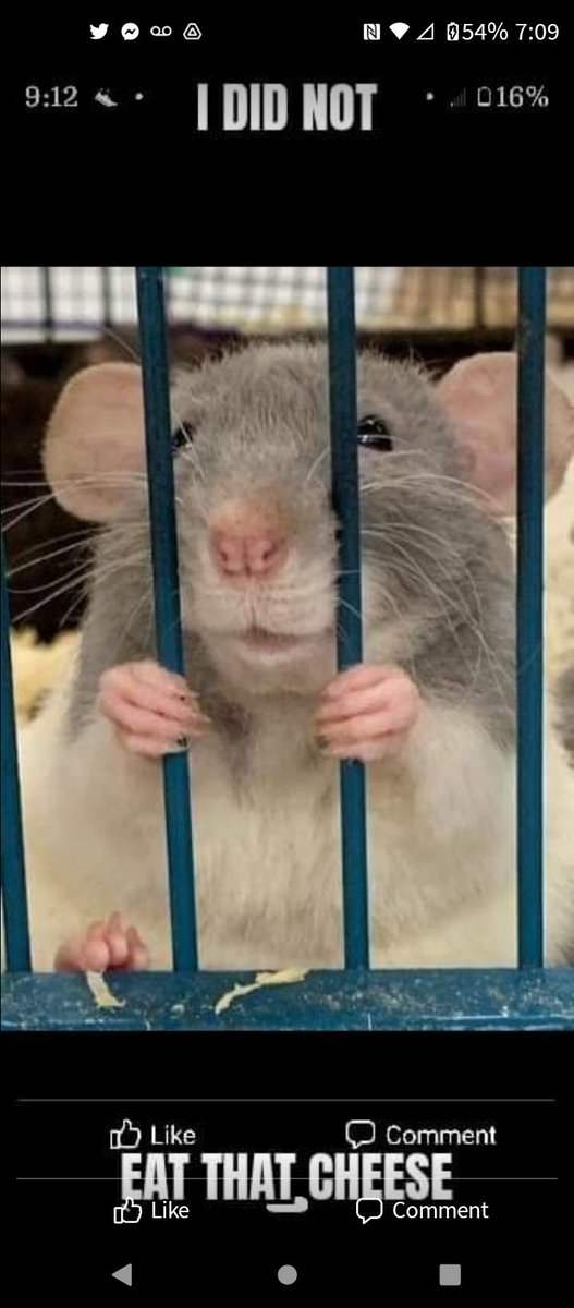 TheLUNAticFarm's tweet photo. @ethmaxi If you are looking anywhere else but @fatratmafia Fughetaboutit. One song released, spaces for everyone and happy to have you all, film in the works, COMMUNITY.Come for a visit and become family, we still have room in the sewers. #FatRatMafia #Winning #Cheeeze https://t.co/XL9pvl7Rq2