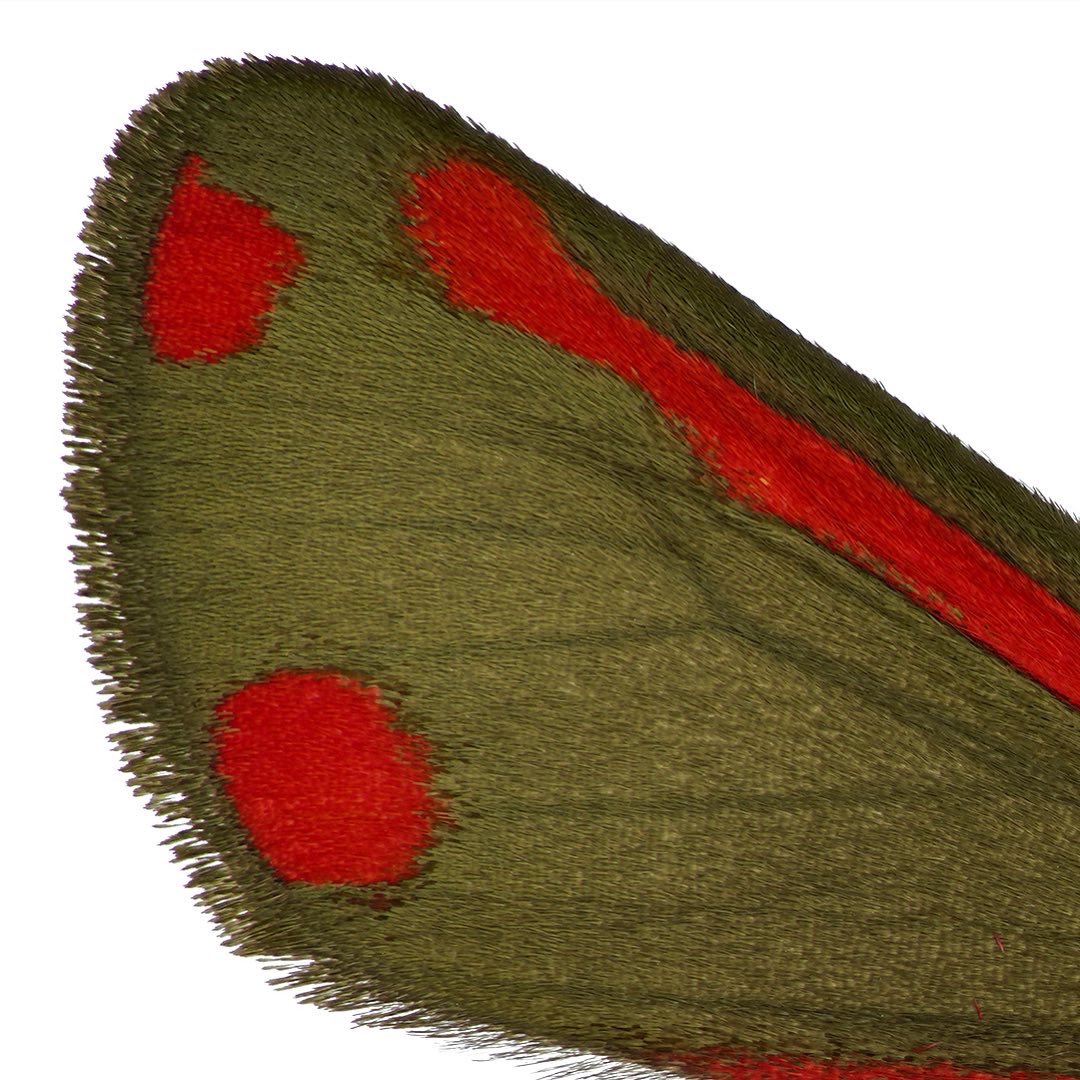 Cinnabar moth, Tyria jacobaeae. This moth from the erebidae family is not black/red. With lots of light and high resolution, a soft green comes to the fore. ❤️💚 

#erebidae #moth #tyriajacobaea #jakobskrautbär #eulenfalter #insects #biodiversity