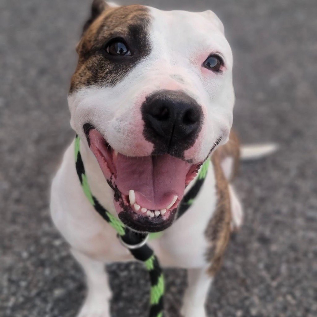 Rising is a lovely lady who can't wait to find her forever family! 🐶 Though she will still need a proper introduction to any canine siblings, PAWS believes that she could do well in a home with other pups.
🐱They aren't yet sure how Rising feels about cats. [1/3]