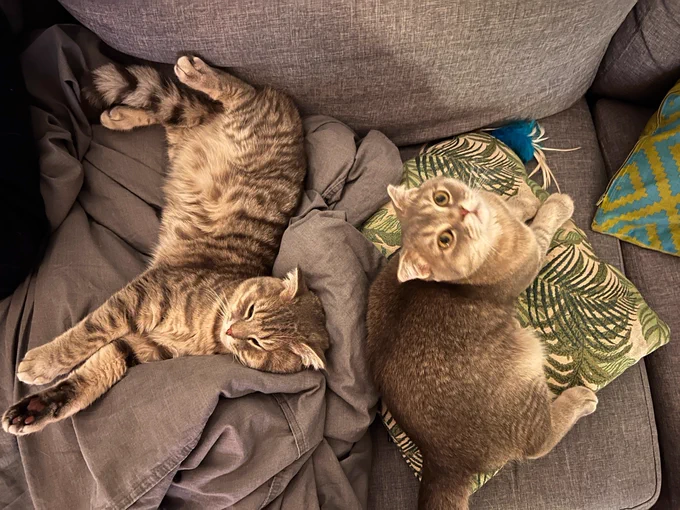 twitter pals, meet my new kitties ~ we picked them up from the shelter yesterday! 