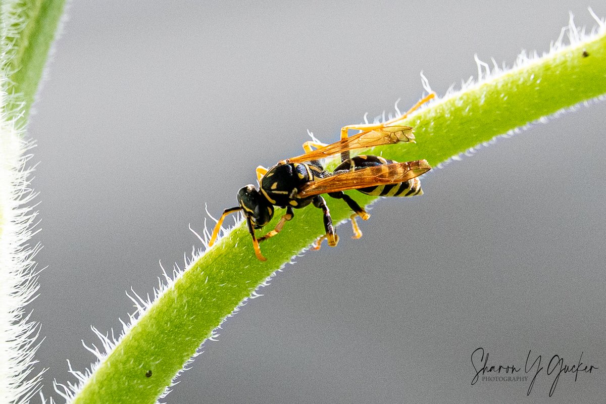 Happy Tuesday!
#insects #insect #insectphotography #buglife #MacroHour #macroinsect #ThePhotoHour #Nikon #nikonphotography #HappyTuesday #InsectTuesday #NaturePhotography #naturelovers #nature #macrolife #macromood #macromagic #wasp #TwitterInsects #TwitterNatureCommunity