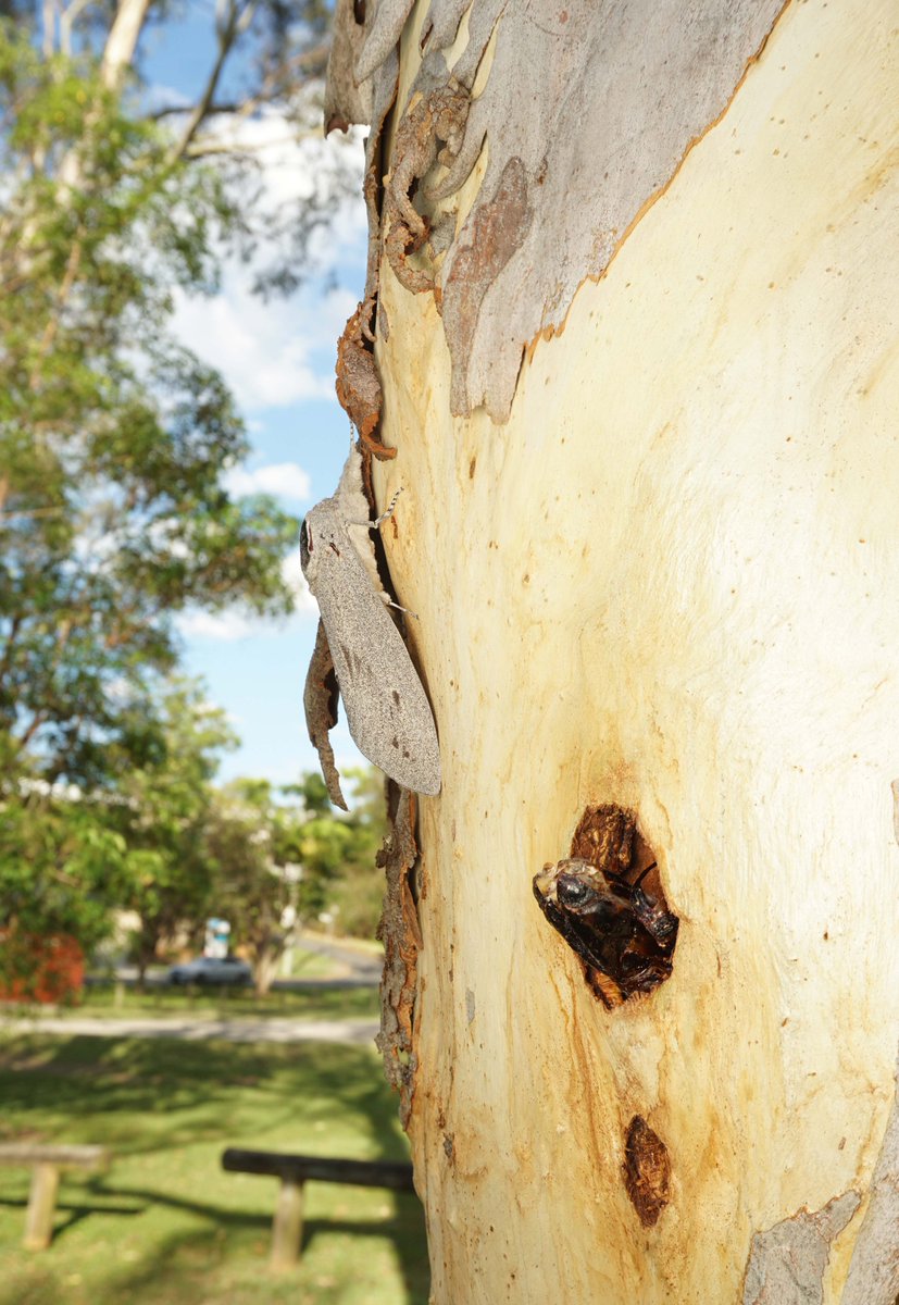 jessa_thurman's tweet photo. It’s the most wonderful time of the year: 

WOOD MOTH SEASON!!

I’ve been keeping my eye on this tree, waiting over 2 months for a giant wood moth (Endoxyla cinereus) to emerge from its pupal chamber within. https://t.co/BXBrnPvmyv