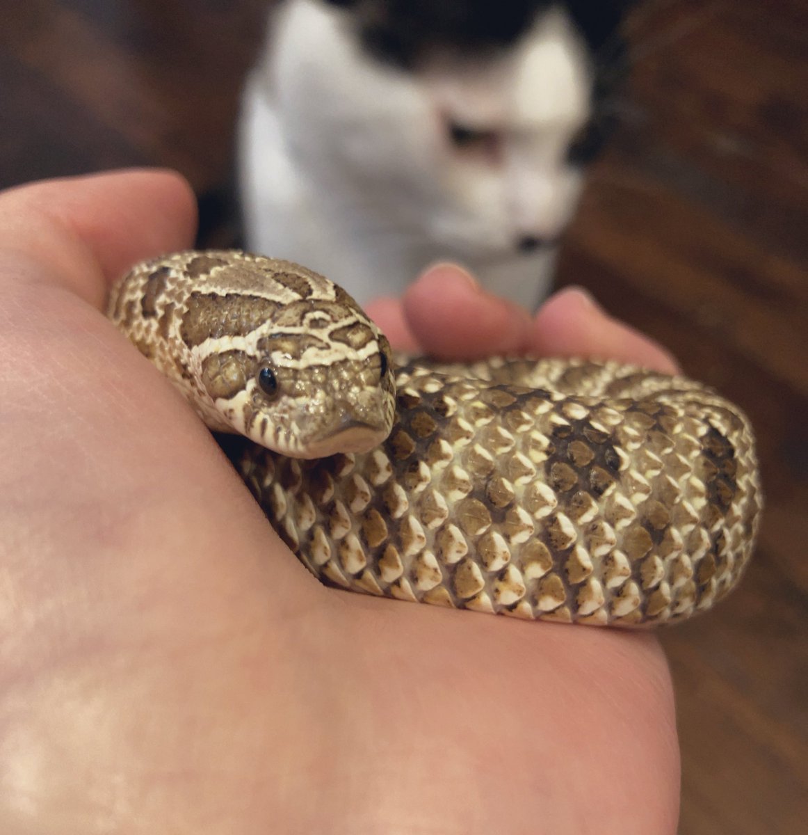 なこ🐍とちび🐱
