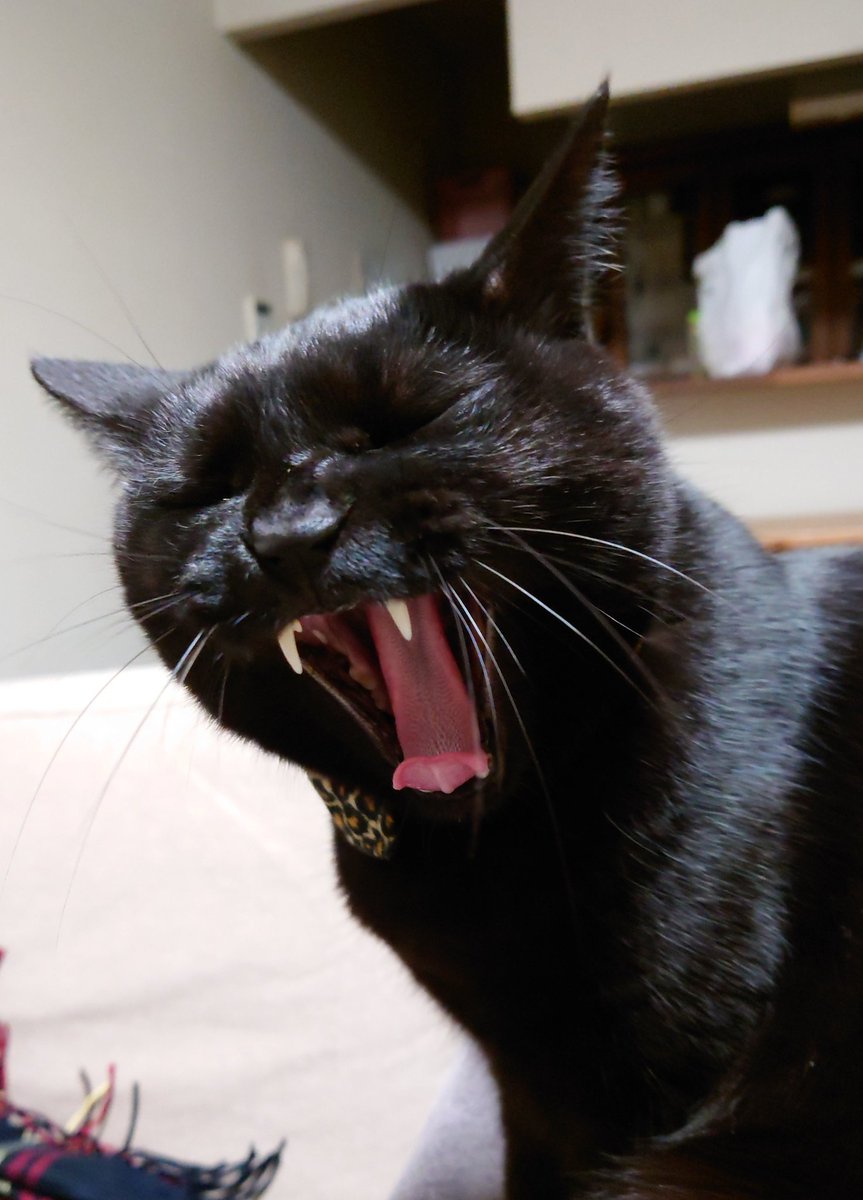 2929hohoho's tweet photo. 眠い
#黒猫
#ねこ https://t.co/Ao81APZZh4