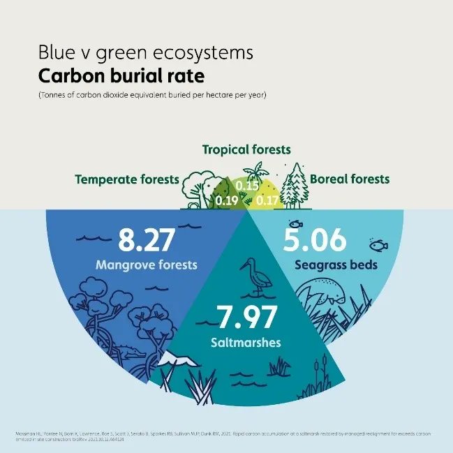 .<a href="/WWTworldwide/">WWT</a>’s #Wetlands For #Carbon Storage Route Map calls for the creation of at least 22,000 hectares of #coastal #saltmarsh by 2050. The report also calls for the saltmarsh carbon code to be adopted by the UK government. 

Read the report 👉 buff.ly/3Es4rwU