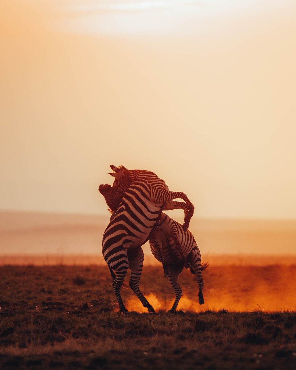 kaegiroam's tweet photo. Gm from me and this „passionate dance“ https://t.co/Um3vuO6IvK