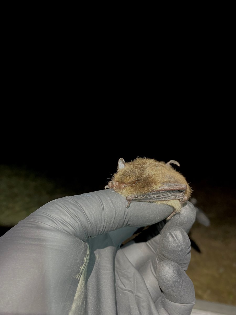 📢The results are in... Alcathoe bat confirmed in Herefordshire by @EcotypeGenetics! The bat was caught whilst searching for Barbastelles for @Kezomalley's PhD. Alcathoe breeds in the southeast of England and Yorkshire, but with increasing records, where will we find them next?