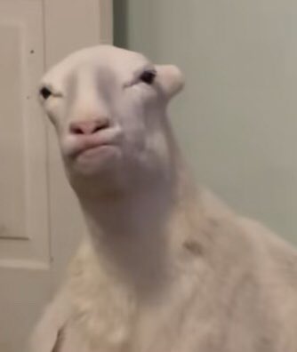 windyswonder's tweet photo. @rzldzl420 Looking in the mirror after 1 (one) hit of Amish delta 8 thc pre roll https://t.co/VnFwjgkRr9