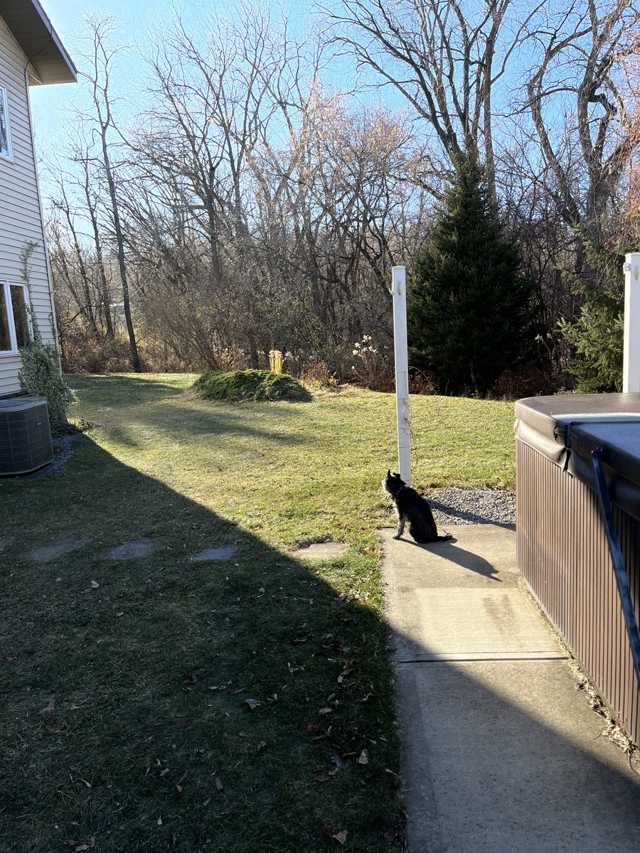 RedQueenCoder's tweet image. Olive Pitt Larson peacefully crossed the rainbow bridge this morning. She was surrounded by her family. She fought until the end. Now her watch is ended. Rest peacefully little werewolf.