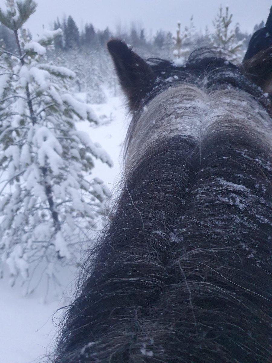 Onnea Itsenäinen Suomi! Kiitos Veteraanit jotka taistelitte puolestamme!