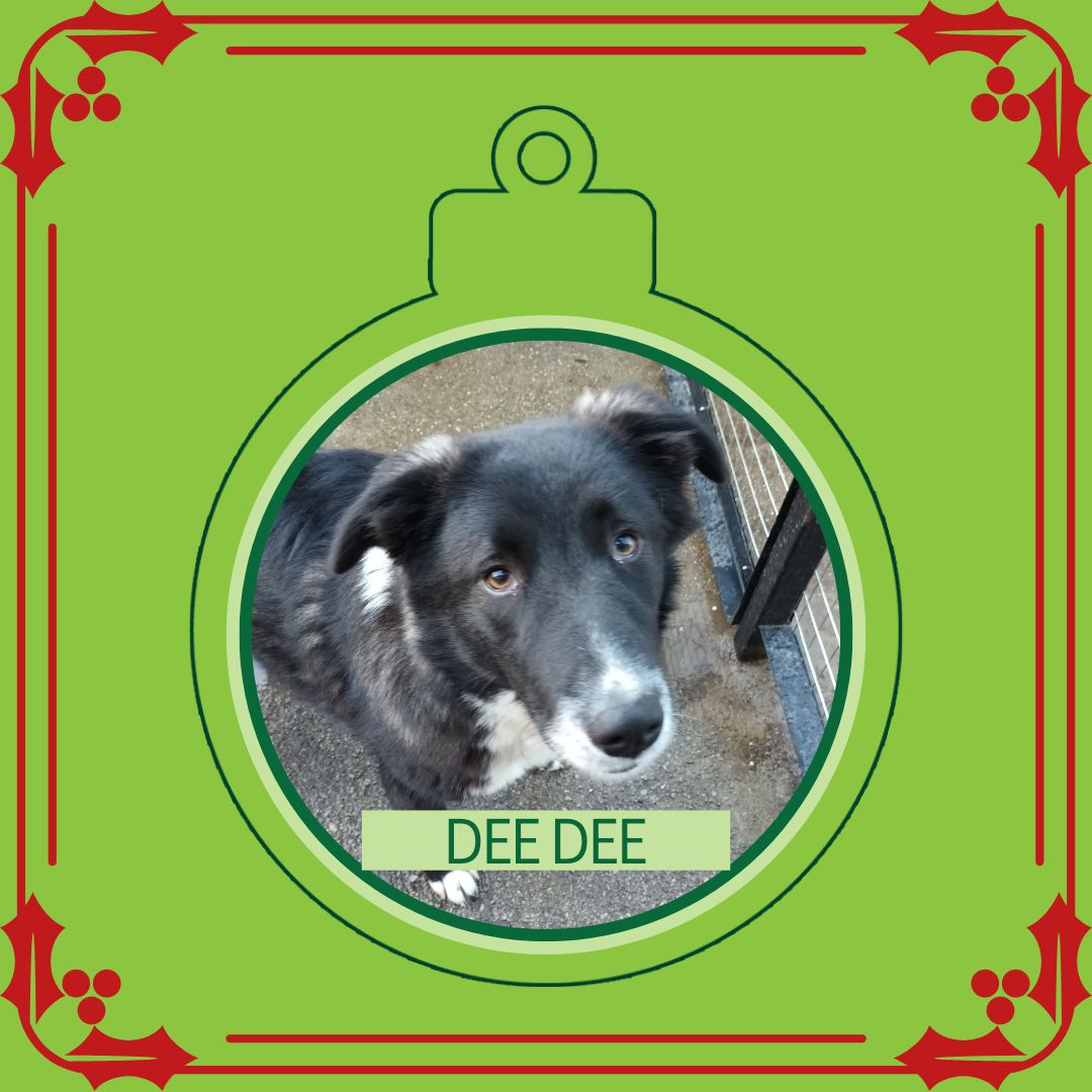 OakwoodRescue's tweet photo. Dee Dee says 'Hello!' and wonders if you would be kind enough to retweet her so the people who are searching for their perfect match might just find her 💚🙏 https://t.co/75eERcMX47 
#teamzay #dogsoftwitter #rescue #rehomehour #adoptdontshop #k9hour #rescuedog #adoptable #dog https://t.co/lg9FLtF1JO