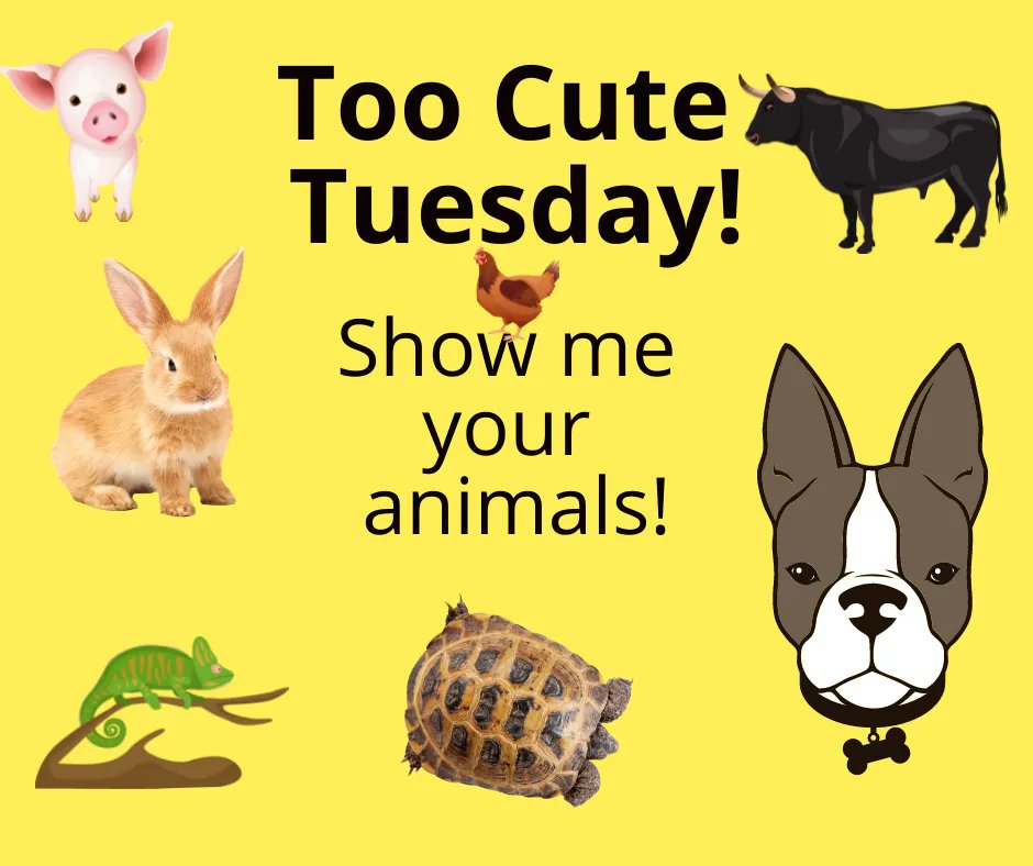 RachelR02773972's tweet photo. I have some pretty cute animals, show me yours!
#petsforever #dogs #cats #flyingsquirrels #homesteading #authorshelpers #puppylove #kittylove #birds #sugargliders #fish #ferrets https://t.co/mlE0jz3wgl