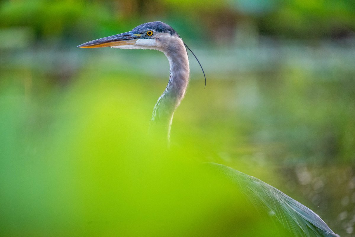 ChrisRiefPhoto's tweet photo. 🌱🐦
⁣⁣⁣⁣⁣⁣⁣
📍 #KenilworthAquaticGardens #FindYourPark @KenAqGardens #NationalParkGeek #IBrakeForBrownSigns #JuniorRanger #EveryKidOutdoors #ChesapeakeBayWatershed #Anacostia ⁣⁣#Heron #WonderCalls @every_heron ⁣⁣⁣ #July2022⁣⁣ https://t.co/v9WQvoSrDM