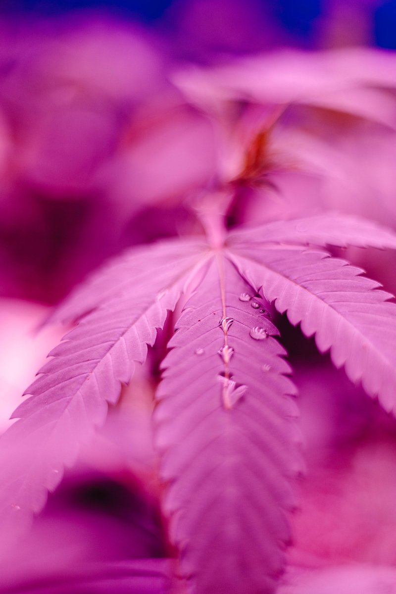 CannaConnectSD's tweet photo. You Grow Girl. #seedlings #medicalcannabis #bluelight #DNS https://t.co/DeXviTBtma
