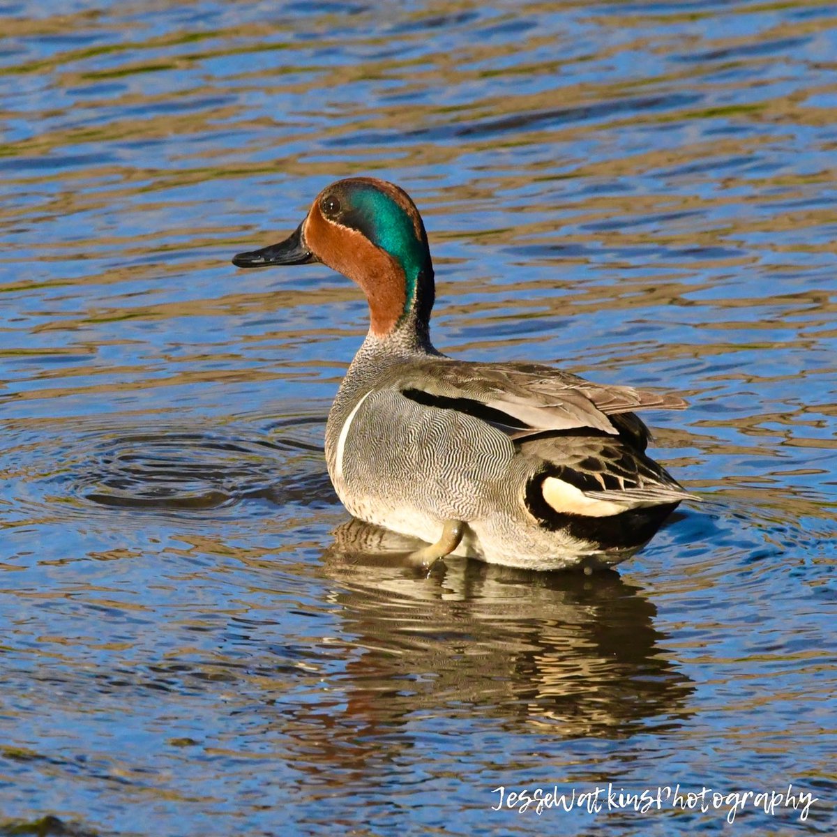 Happy Teal Tuesday!!! 

#greenwingedteal #teal #ducksunlimited #waterfowl #waterfowlphotography #birds #birdphotography