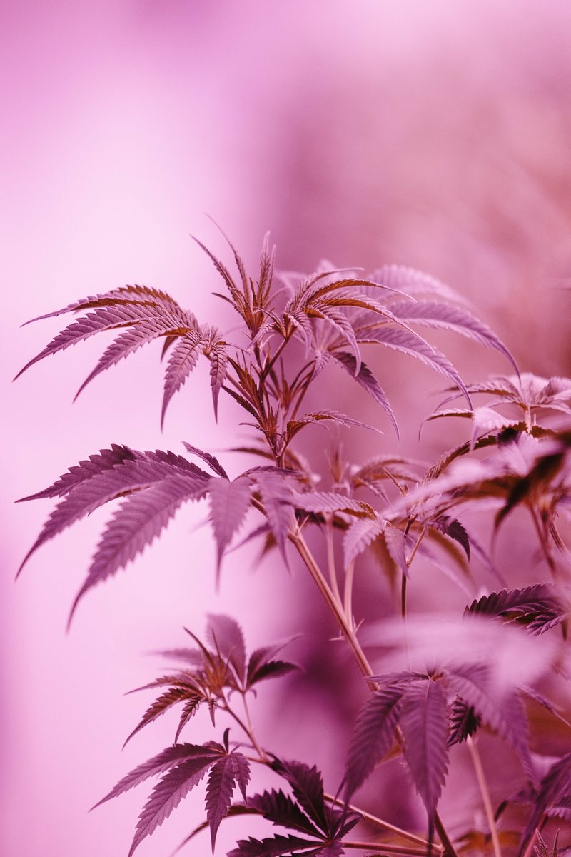 CannaConnectSD's tweet photo. You Grow Girl. #seedlings #medicalcannabis #bluelight #DNS https://t.co/DeXviTBtma