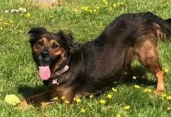 millypod1's tweet photo. DOLLY IS HOME. THANKS FOR RT's 😊🐕🐾
🆘25 NOV 2022 #Lost DOLLY #ScanMe
Black And Tan German Shepherd Cross Female
Fairfax Drive #WestcliffOnSea #Essex #SS0
Ran off towards Victoria Avenue
https://t.co/BsgrbtQlWh https://t.co/xAX3HEM9Wm