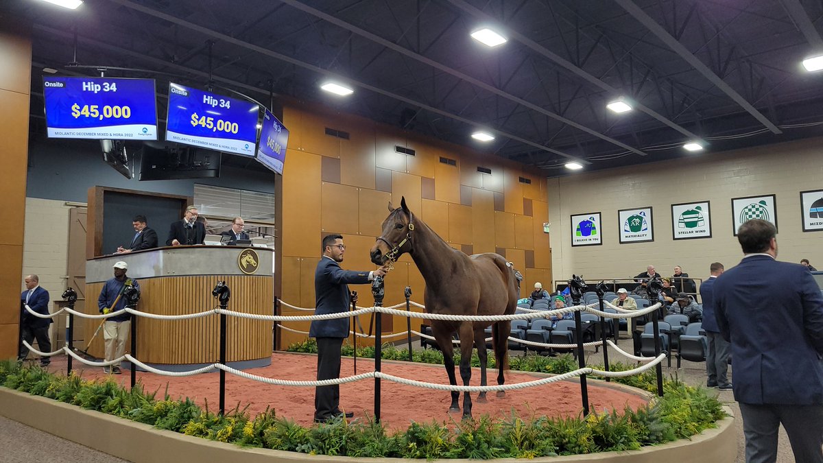 Treated Properly, an #MDBred half-sister to Maryland Million winner Greatbullsoffire, sold for $45,000 to Forty Oaks at the <a href="/FasigTiptonCo/">Fasig-Tipton</a> Midlantic December Mixed Sale! She was consigned by Northview Stallion Station and is foal to Northview's Engage.