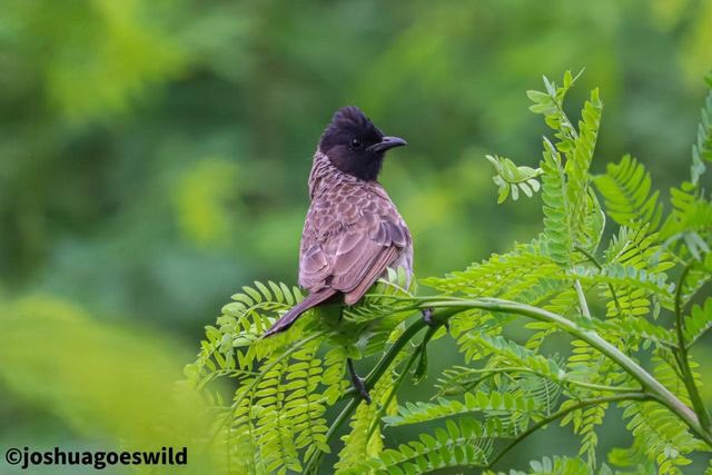 ornithos_net's tweet photo. 𝙋𝙮𝙘𝙣𝙤𝙣𝙤𝙩𝙪𝙨 𝙘𝙖𝙛𝙚𝙧
EN: Red-vented Bulbul
ES: Bulbul ventrirrojo
FR: Bulbul à ventre rouge
DE: Rotsteißbülbül
📸 Joshua 🇮🇳
📌 New Delhi (IN)
📆 Jul-22
#ornithosnet #ornithos
#birds #aves #desoiseaux #vögel #Pycnonotus
#Pycnonotuscafer #ornithology #birding https://t.co/5UucUAxj2M