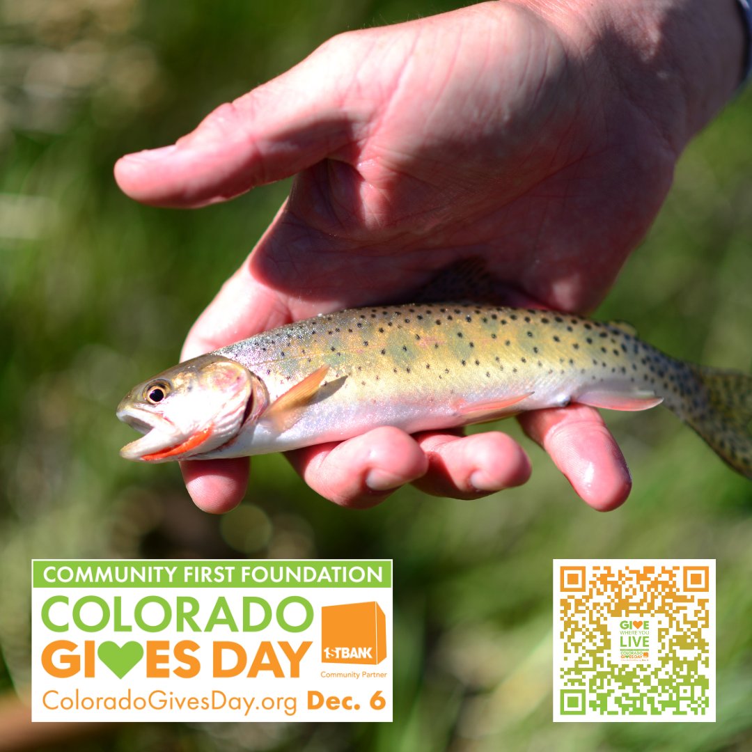 Take part in Colorado’s biggest day of philanthropy and have your contribution leveraged through the Community First Foundation’s $1.4M+ Incentive Fund! Your support helps conserve, protect and restore Colorado's coldwater fisheries and their watersheds. coloradogives.org/organization/c…