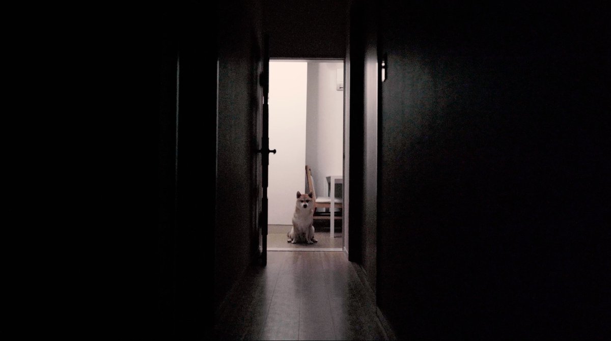 mstudiofilm's tweet photo. "THE DOG"
This is the first of the Shiba Inu horror films. It's scary and cute. You've never watched a movie like that.

A Shiba Inu is jealous of his owner’s new golden piggybank reciative pats. He throws the object out, only to have it come back a cute, but malevolent presence. https://t.co/AqUgjOCImR