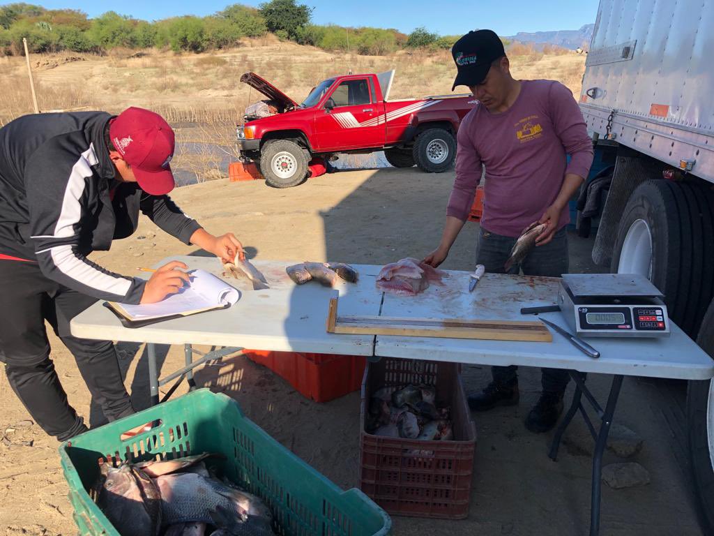 isapesca's tweet photo. Seguimiento a trabajos técnicos en la Presa Luís Donaldo Colosio Murrieta (Huites),ubicada en el Municipio de Choix,Sinaloa,en coordinación con INAPESCA, H. Ayuntamiento de Choix y pescadores. Se realizan monitoreos de parámetros físico - químicos y biometrías, correspondientes, https://t.co/8HsJGHuU4S