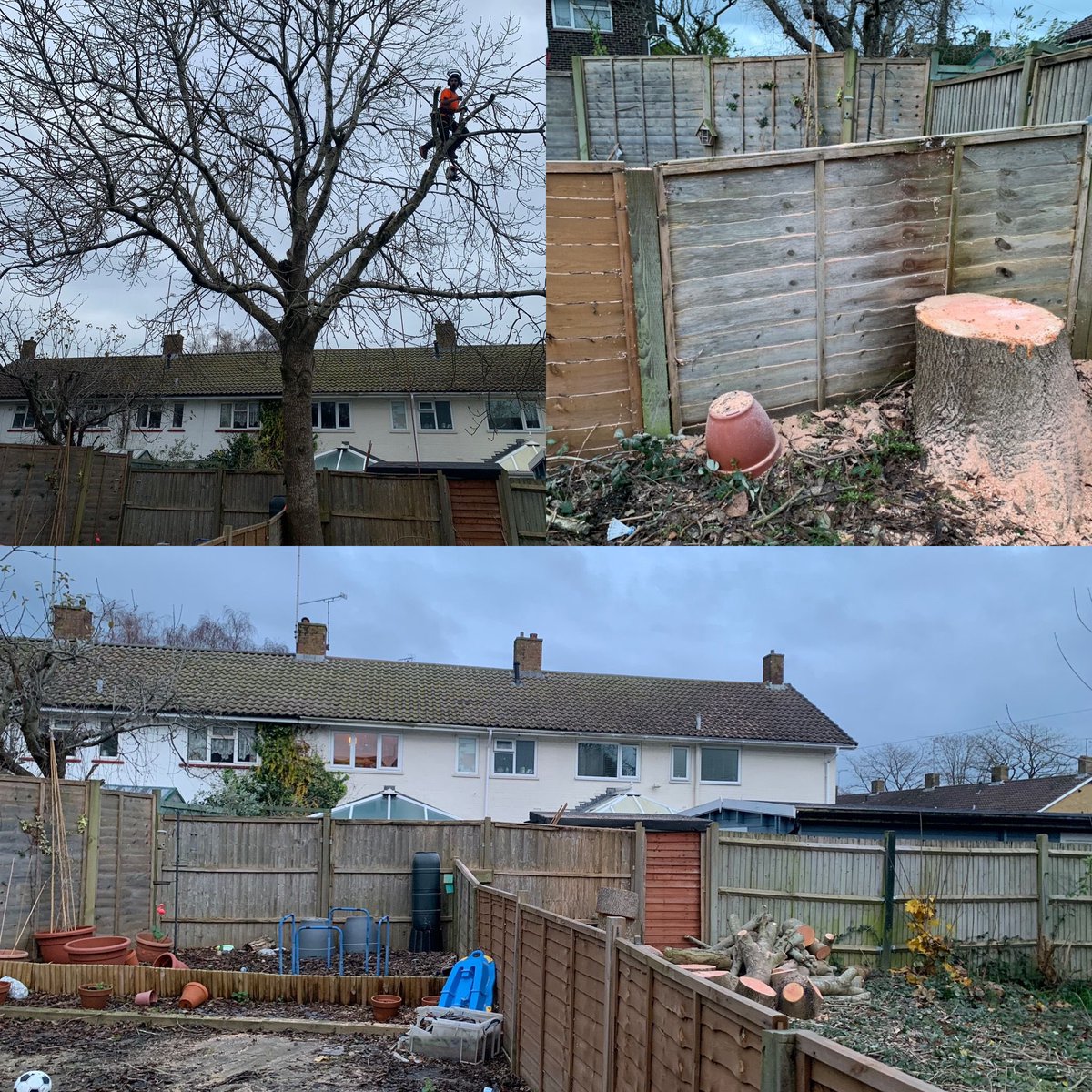 Ash tree felling carried out in West Sussex today #treefelling #treeservices #treecare #arborist #arboriculture #arborists