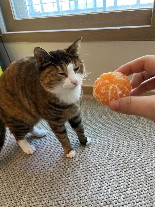 citrus suspicions