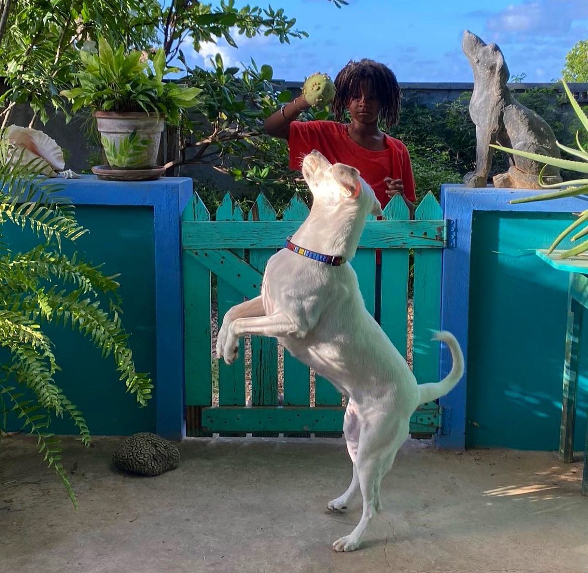clickislandvibe's tweet photo. An island boy and his dog!
📸 Susan Croft Photography
https://t.co/LeipvBSicI
📍Anguilla 🇦🇮
#ClickIslandAnguilla #VisitAnguilla #Anguilla
#AnguillaHotels #AnguillaResorts
#Caribbean #CaribbeanLifestyle #CaribbeanVacation #Travel #TravelBlogger
#LuxuryHotels #LuxuryResorts https://t.co/pJAcpVjtup