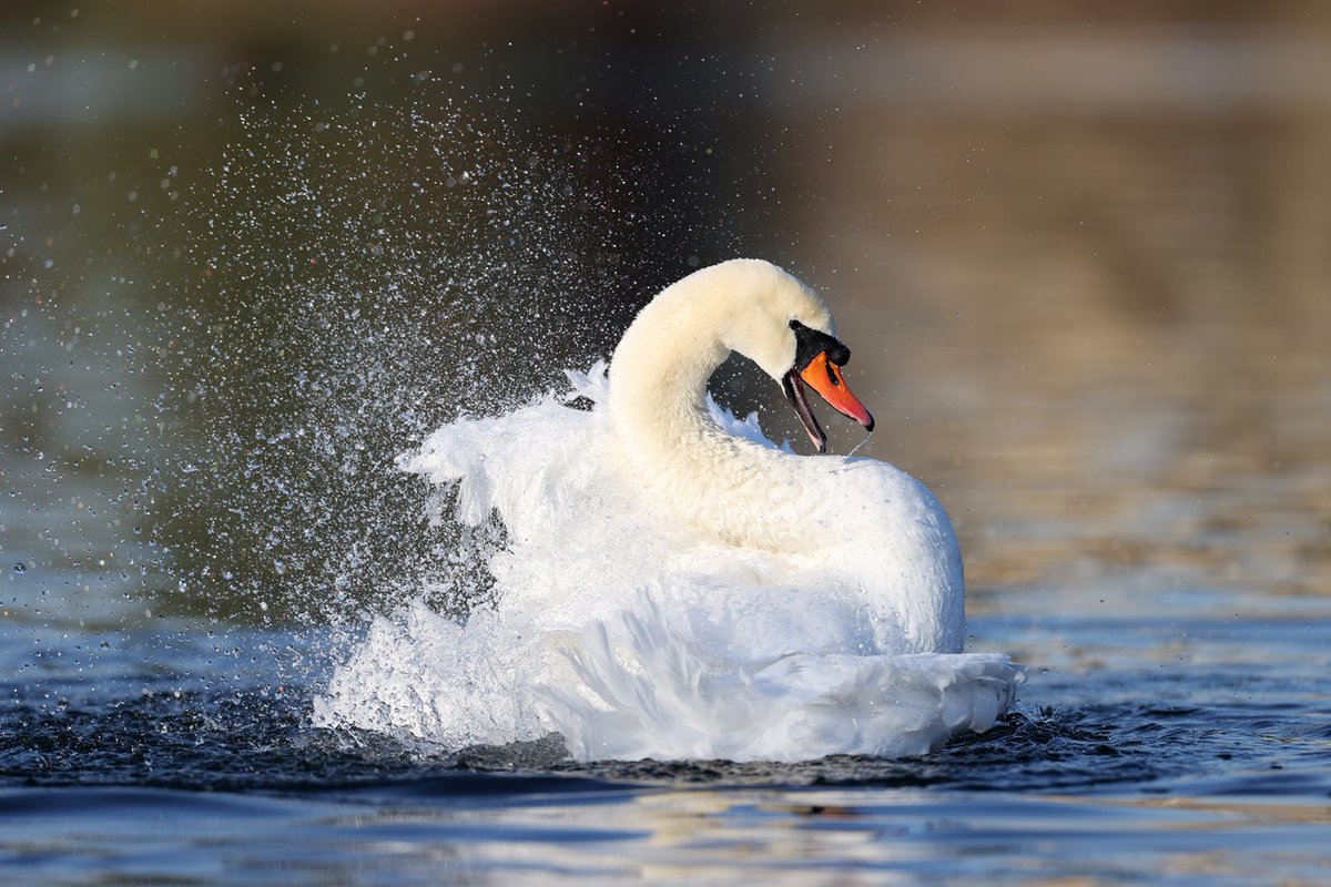 Découvrez l'exposition photo "Rendre visible l'invisible" à la Maison Paris nature
facebook.com/events/3458445…