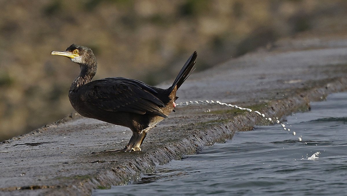 ClevedonMoths's tweet image. Sadly too late to submit for the Countryfile calendar... An action shot of one of the Shags from Clevedon Marine Lake this morning. Amusingly, last night over dinner, I had a chat with a couple of ex-work colleagues about swimming in the Marine Lake.😀