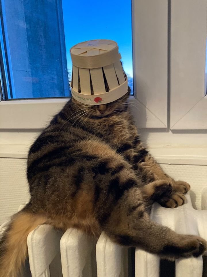 ShowYourCat's tweet photo. https://t.co/Y4NFcBT2MW