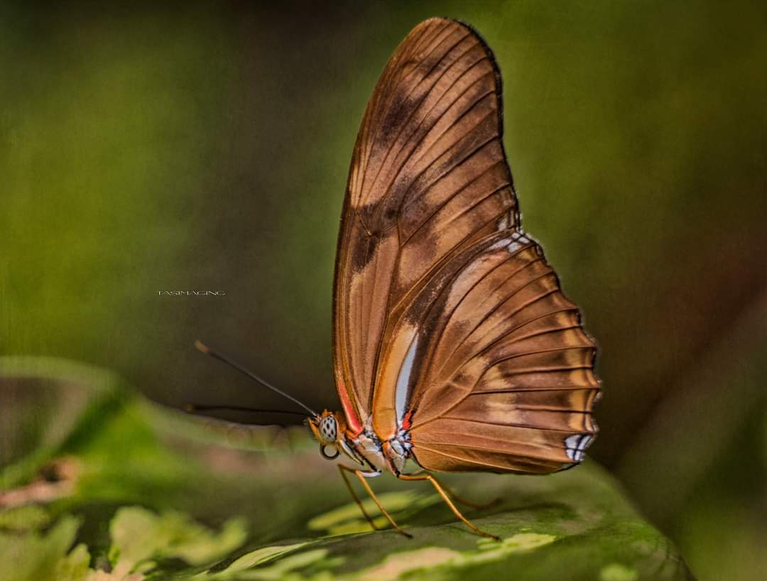 Tasimaging1's tweet photo. Butterflies in the garden🙂
#butterflies #Macro #wildlife #NaturePhotography https://t.co/CyKSbimlZ7