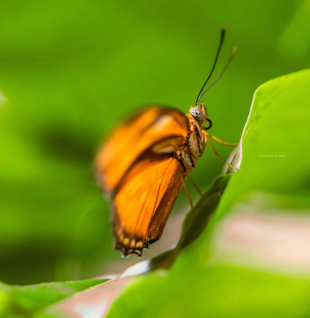 Tasimaging1's tweet photo. Butterflies in the garden🙂
#butterflies #Macro #wildlife #NaturePhotography https://t.co/CyKSbimlZ7