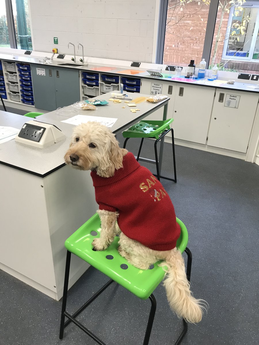 PLC_Pathways's tweet photo. @PLC_Pathways Yr10 students tested foods in the science lab for starch, sugars &amp; protein.  Today we were assisted in the lab by Bella, our therapy dog.  She tested crackers for tastiness &amp; spat them out if they didn’t meet the standard (too stale!)🐕‍🦺🍪
#Science #PetsAtTherapy https://t.co/7JJ4HCgxzV
