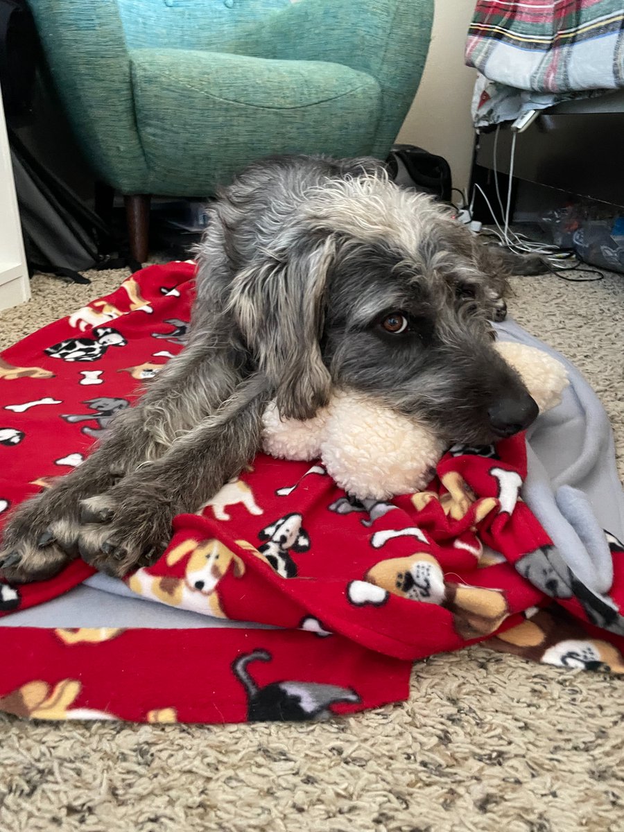Success Story: Wolfie, now Nolan, has been with us for a month and we couldn’t be happier! He was greeted at home with toys the kids picked out for him. We picked out a stocking as well for Christmas! We are so happy that this adoption worked out and how easy you guys made it!