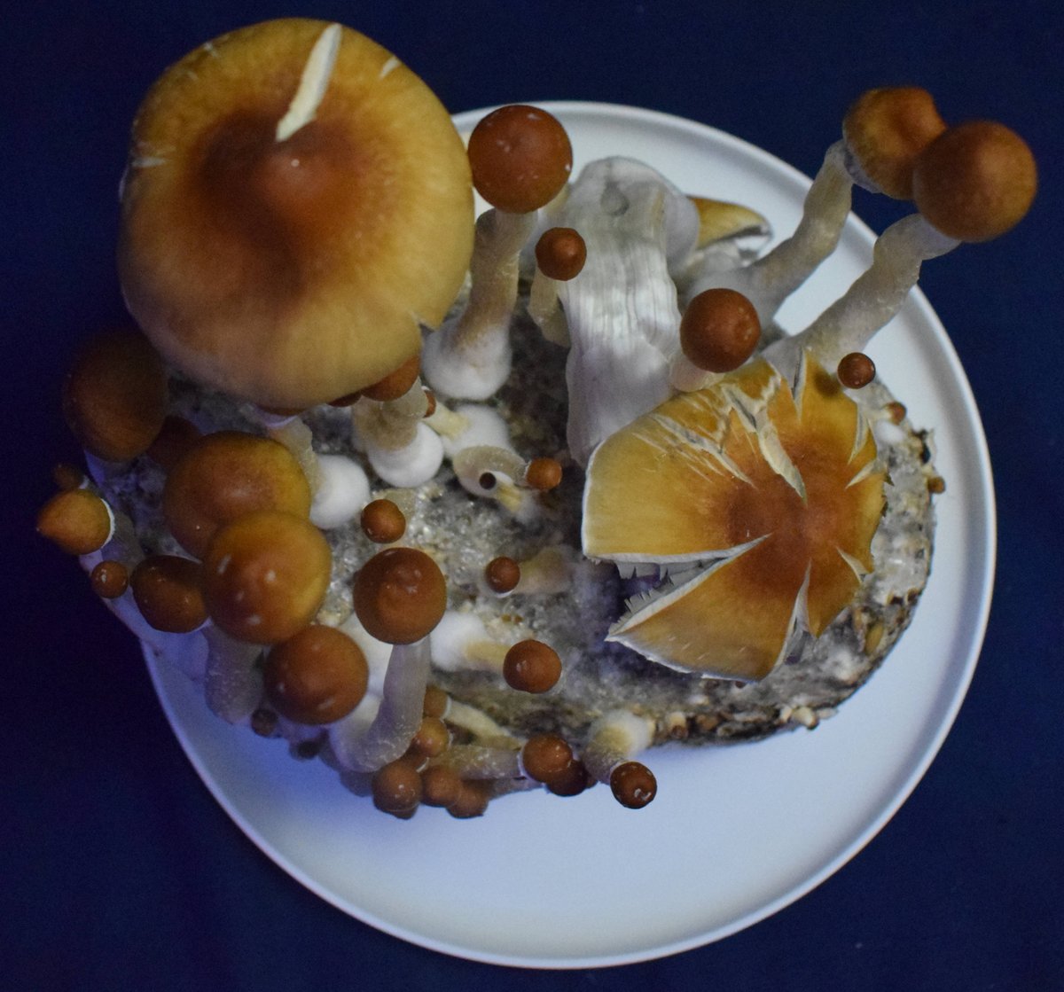 The full guide on how to grow mushrooms from spores is out and ready for you to learn how to grow magic mushrooms from scratch.

provithor.com/products/unsto…

Grab our e-book while it's free 🍄

#magicmushrooms #mushroomgrow #mycology #shrooms #freestuff