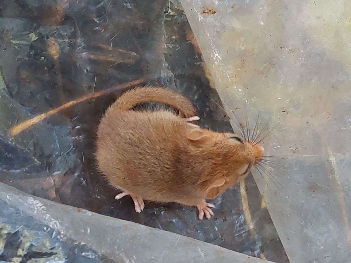 SomersetWT's tweet photo. #ICYMI: last month, a group of volunteers joined a licensed dormouse surveyor to seek out and monitor Somerset's dormouse populations as part of our Dormouse Reconnected project! 🐹
#SomersetWT #Somerset #Network4Nature https://t.co/r0FIePkp7b