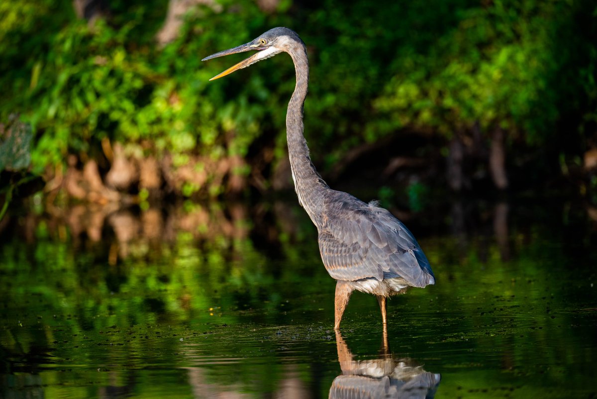 ChrisRiefPhoto's tweet photo. Heron doing heron things…⁣⁣⁣⁣
⁣⁣⁣⁣⁣⁣⁣
📍 #KenilworthAquaticGardens #FindYourPark @KenAqGardens #NationalParkGeek #IBrakeForBrownSigns #JuniorRanger #EveryKidOutdoors #ChesapeakeBayWatershed #Anacostia ⁣⁣#Heron #WonderCalls @every_heron ⁣⁣⁣ #July2022⁣⁣⁣
⁣⁣⁣ https://t.co/F7fMSOJcbo