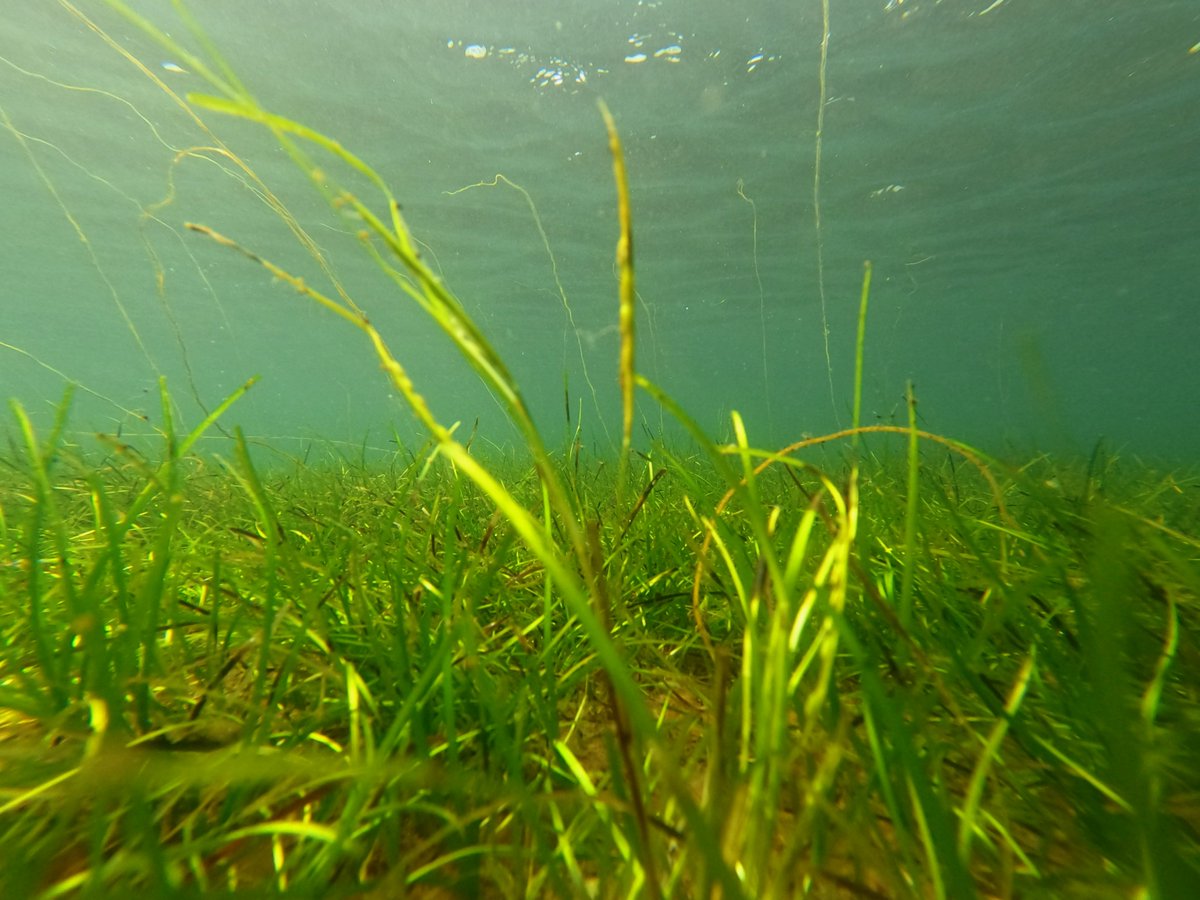 SeabirdCentre's tweet photo. We're proud to be a community hub for #RestorationForth working to restore seagrass & oyster habitats in the #FirthofForth.
This three-year #Restoration programme has been made possible by funding from @AvivaUK, the #ScottishPowerFoundation and other philanthropic foundations🙏. https://t.co/DB1ImaG1wl
