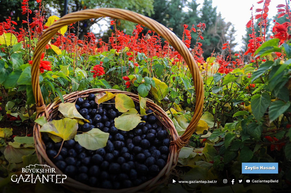 GaziantepBeld's tweet photo. #Günaydın 

📸#Gaziantep'te en güzel hasatlardan biridir zeytin hasadı. Hasat zamanından muhteşem bir fotoğraf sizlerle... 🫒 https://t.co/vyCaRtvldX