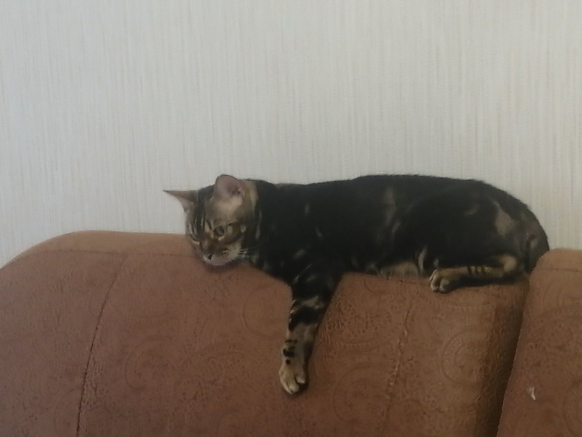 Cardam0nT's tweet photo. Ещё интересно, какие есть хорошие хоть платные, хоть бесплатные впн для телефонов.
Главное, чтоб работало.
Мой бесплатный живет через раз, а случиться может всякое. https://t.co/4TnCfwWWgq
