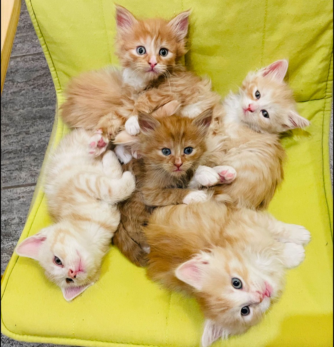 JAMikdiena's tweet photo. Kaimiņiem prieki! Daudz mazu kaķēnu, kuri meklē saimnieku. Mamma meikūne, tētis nav pieteicies. Ja interesē, rakstiet. Iedošu nr uz kuru zvanīt un jautāt citas detaļas. https://t.co/nqFh80ugl7