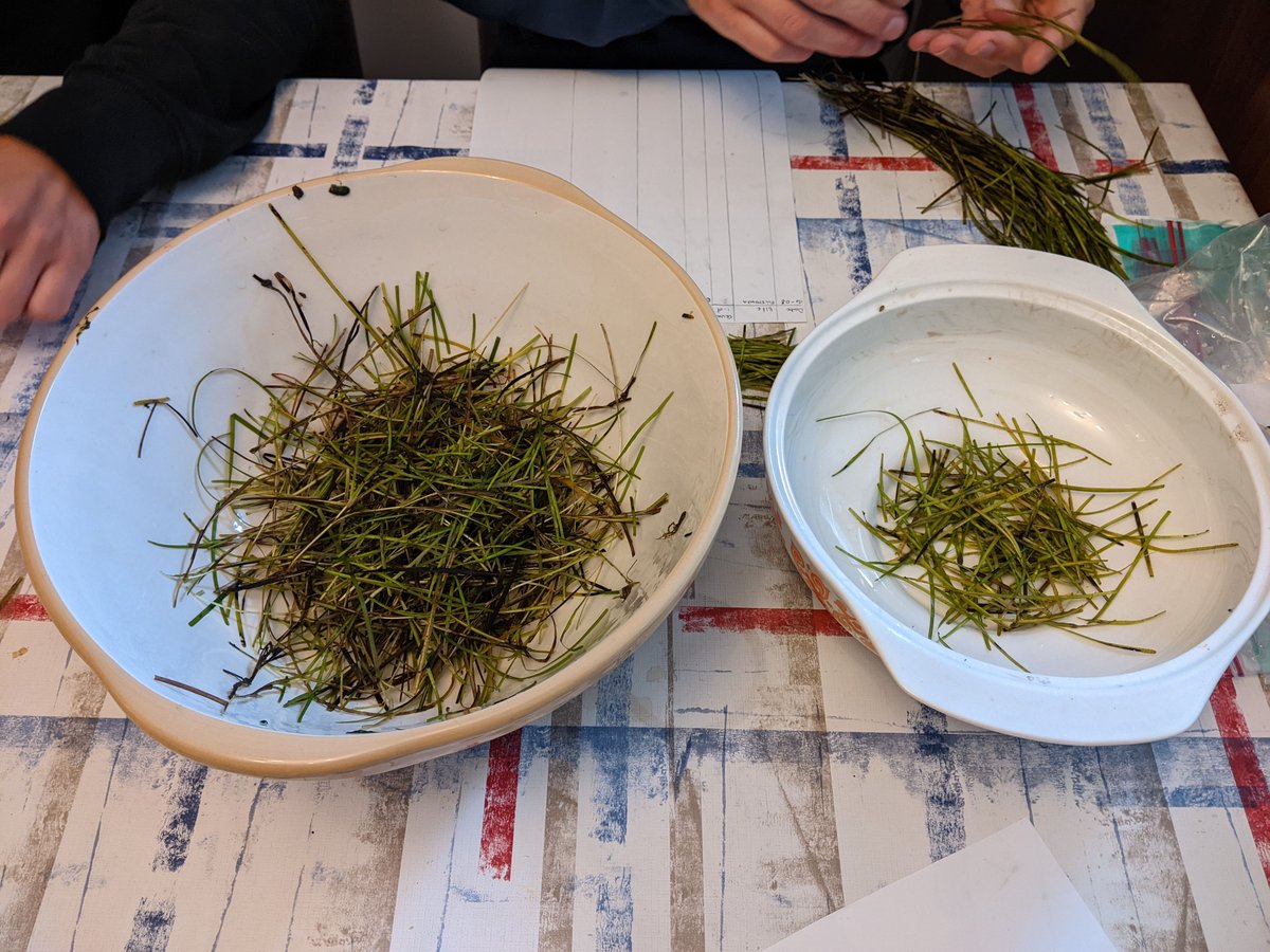 SeabirdCentre's tweet photo. We're proud to be a community hub for #RestorationForth working to restore seagrass & oyster habitats in the #FirthofForth.
This three-year #Restoration programme has been made possible by funding from @AvivaUK, the #ScottishPowerFoundation and other philanthropic foundations🙏. https://t.co/DB1ImaG1wl