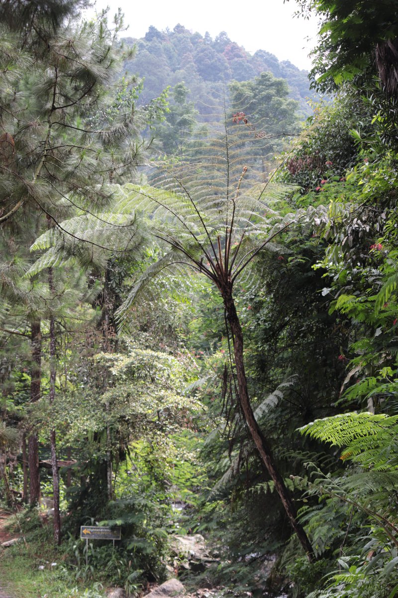 JPetrlik's tweet photo. We are sampling sites in #Indonesia with @FokusNexus3 and small @arnikaorg team @KilljoyNyuu @GrechkoValeriya. We will also present results of analyses from #Karawang, the site on the edge of #Jakarta metropolitan area where they burn #plastics in lime kilns. @ismawati64 https://t.co/REO0ctI1eU