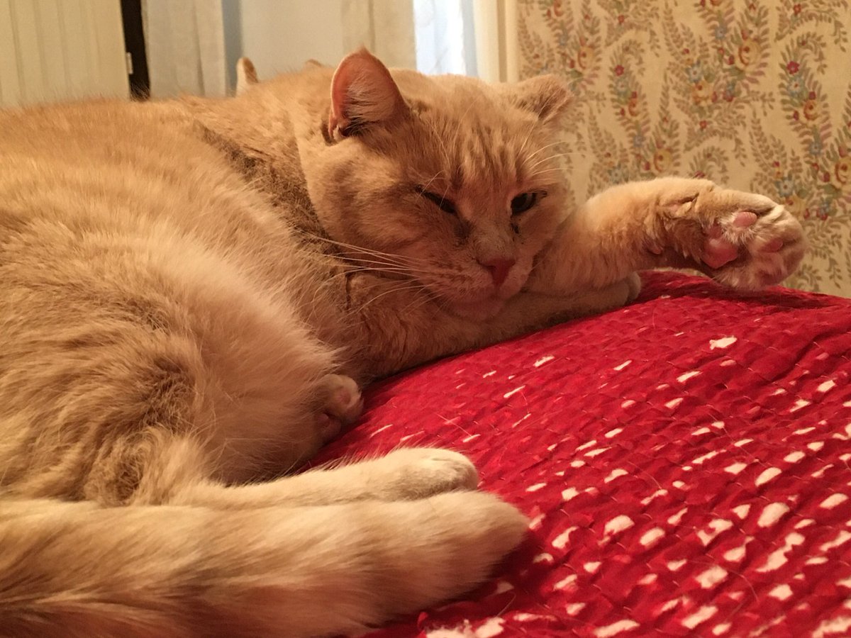 Dorothy14213's tweet photo. Charlie: Yes, I will show you my toe beans for #toebeantuesday but for security reasons they must not touch the bed
#because_cat #CatsOfTwitter https://t.co/GQDDeMp9Nz